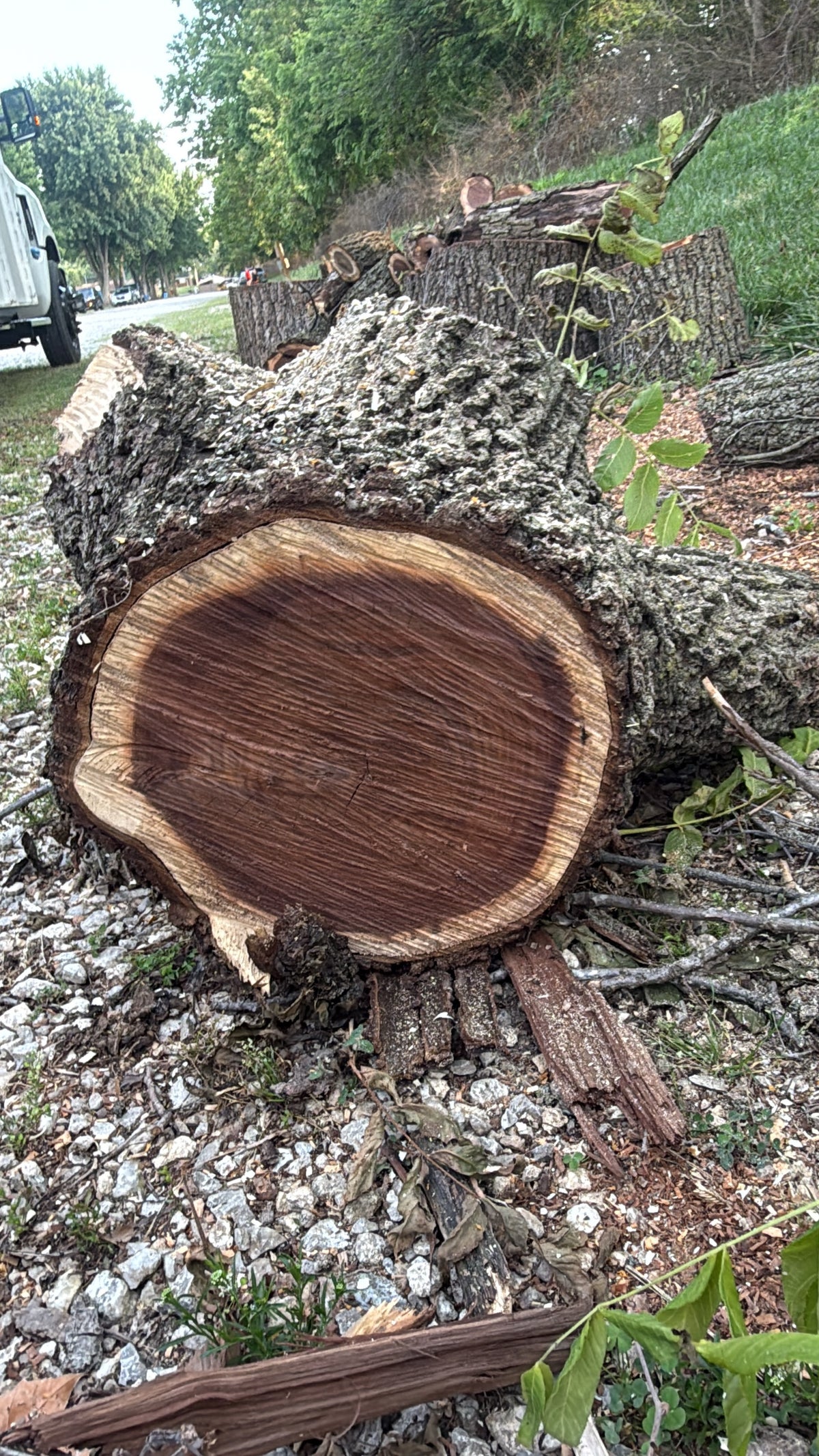 SherrillTree