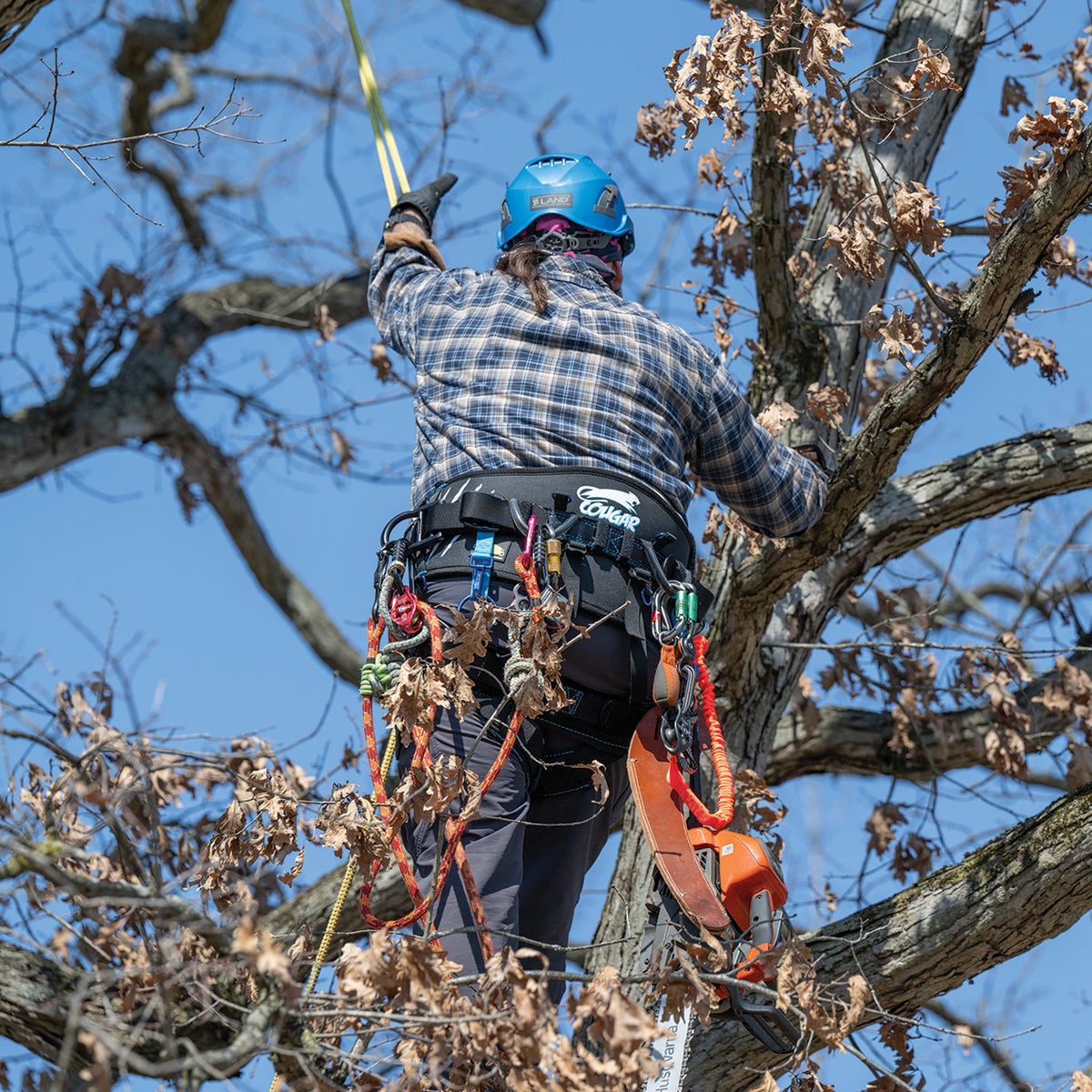 Arborist climbing in the Weaver Cougar WLC-730 batten seat saddle